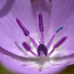 Pink star-tulip thumbnail 3
