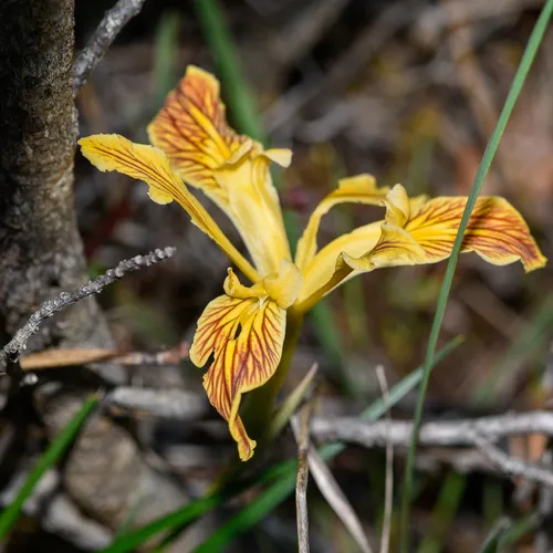Del Norte County iris