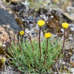 bloomer's fleabane thumbnail 4