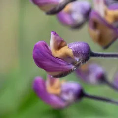 Kincaid's Lupine thumbnail 2