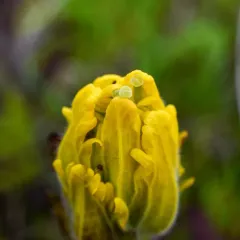 Golden Paintbrush thumbnail 3