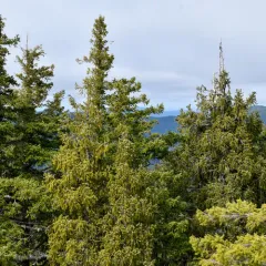 Brewer's spruce thumbnail 3