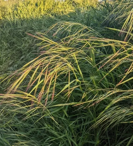 great brome