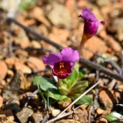 purple mouse ears thumbnail 2