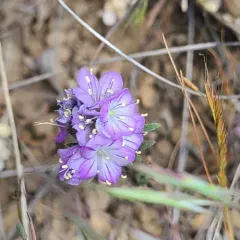 Linearleaf Phacelia thumbnail 4