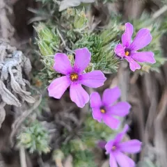 Tufted Phlox thumbnail 2