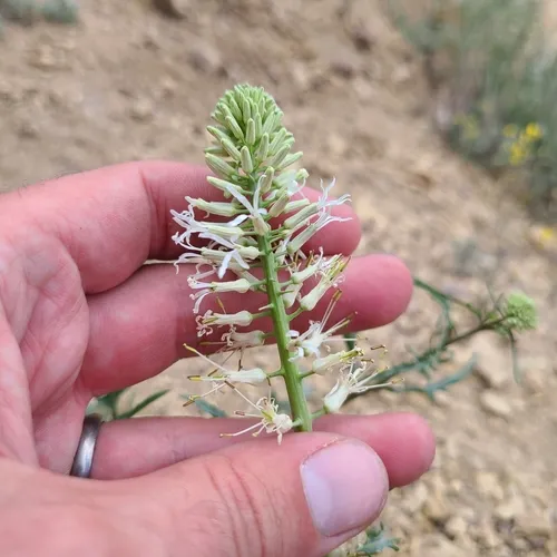 Cutleaf Thelypody