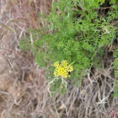 northern Indian parsnip thumbnail 2
