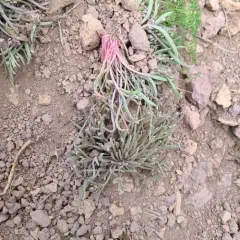 Pale Springbeauty thumbnail 2