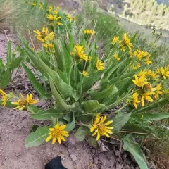 Carey's balsamroot thumbnail 3