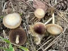 Psathyrella elliptispora thumbnail 2