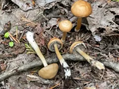 Psathyrella praetenuis thumbnail 1