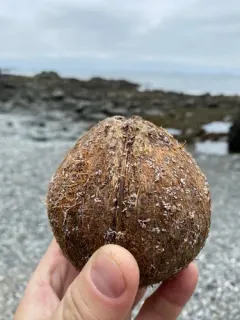 coconut palm thumbnail 4
