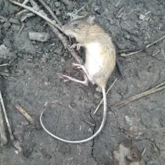 Northern Meadow Jumping Mouse thumbnail 2