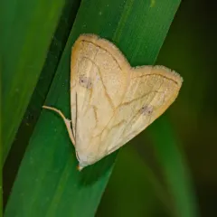 Spotted Grass Moth thumbnail 3
