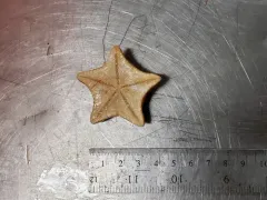 Poraniomorpha tumida thumbnail 4