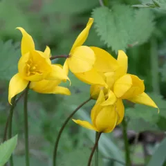 Wild Tulip thumbnail 3