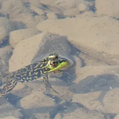Mink Frog thumbnail 2