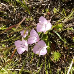Pink star-tulip thumbnail 4