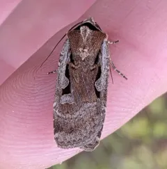 Parabagrotis formalis thumbnail 1