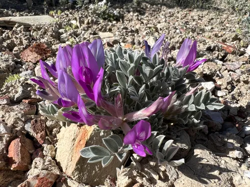Newberry's Milkvetch