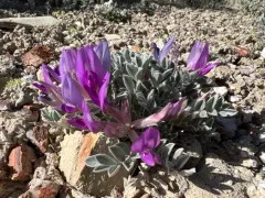 Newberry's Milkvetch thumbnail 1