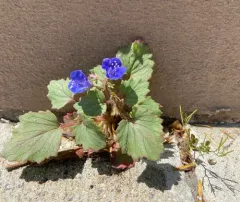 desert bluebells thumbnail 4