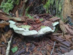 Noble Polypore thumbnail 2