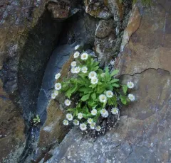 Gorge Fleabane thumbnail 3