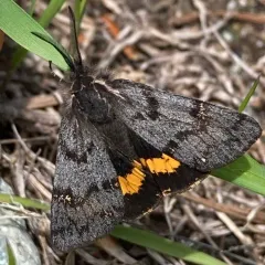 California Tiger Moth thumbnail 1