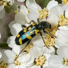 Ornate Checkered Beetle thumbnail 3