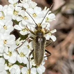 Cortodera subpilosa thumbnail 2
