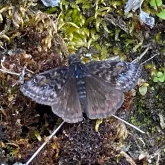 Pacuvius Duskywing thumbnail 2