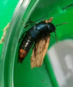 Platydracus rutilicauda thumbnail 2