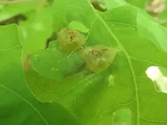 Neuroterus quercusirregularis thumbnail 1