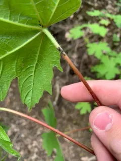 Black Bean Aphid thumbnail 3