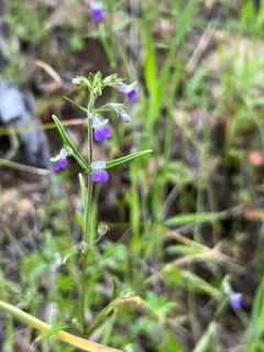 Sticky Blue-eyed Mary thumbnail 2