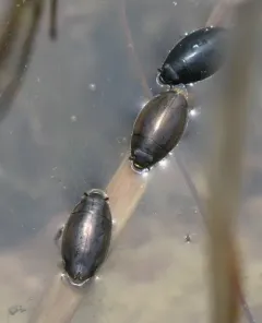 Dineutus hornii thumbnail 2