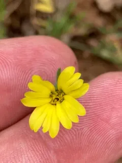 Lemon-Scented Tarweed thumbnail 4