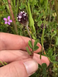 Branched Clover thumbnail 1