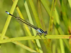 Rambur's Forktail thumbnail 4