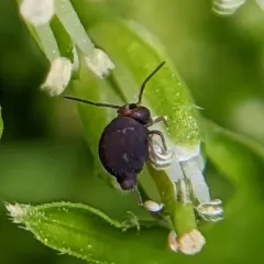 Garden Springtail thumbnail 4