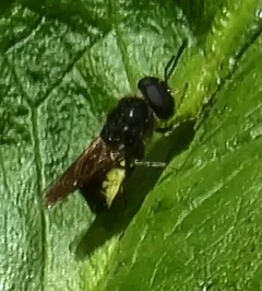 Stratiomys discalis thumbnail 2