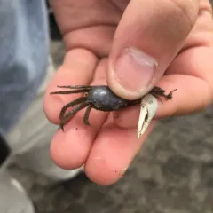Atlantic Sand Fiddler Crab thumbnail 1