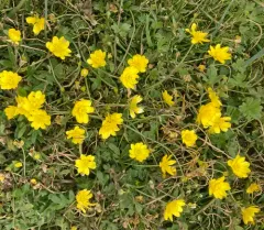 California buttercup thumbnail 4