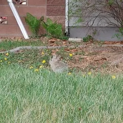Mountain Cottontail thumbnail 4