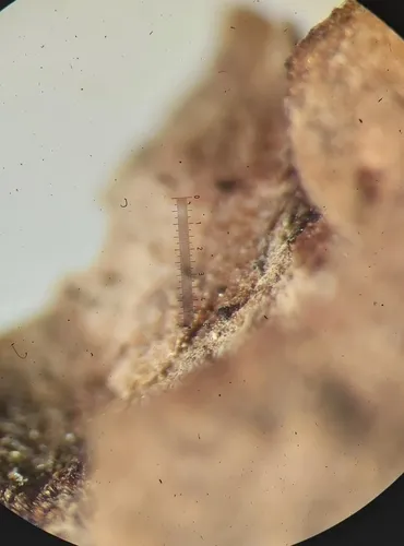 Chaenothecopsis penningtonensis