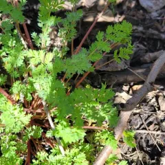 golden corydalis thumbnail 4