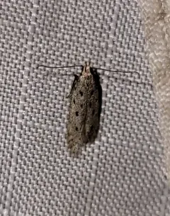 Five-spotted Twirler Moth thumbnail 3
