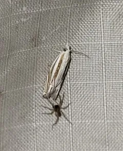 Striated Eucosma Moth thumbnail 2